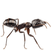 ant exterminator brampton