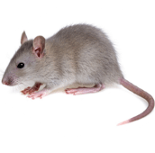 rat control brampton