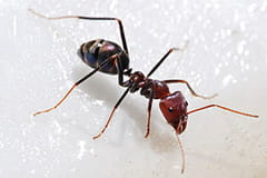 Ant Exterminator