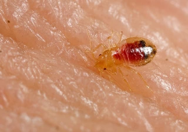 basics of dealing with and preventing bed bug infestation
