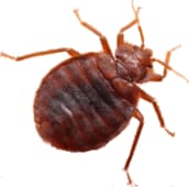 bed bug control brampton