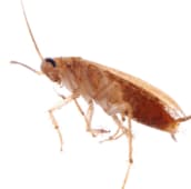 cockroach control brampton
