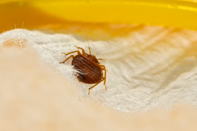 different methods of killing bed bugs