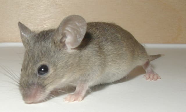 everything you need to know about mice pest control