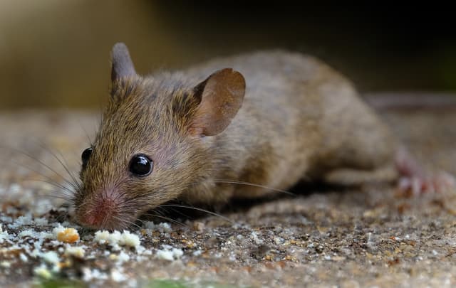 how mice can damage your house