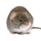 mouse pest exterminator brampton