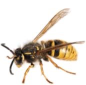 wasp nest removal brampton