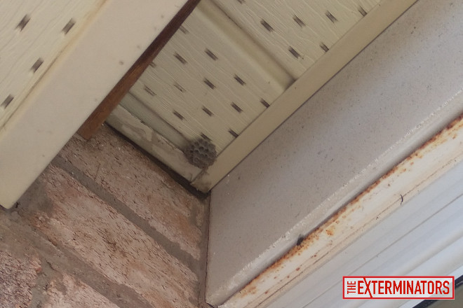 wasp nest in soffit
