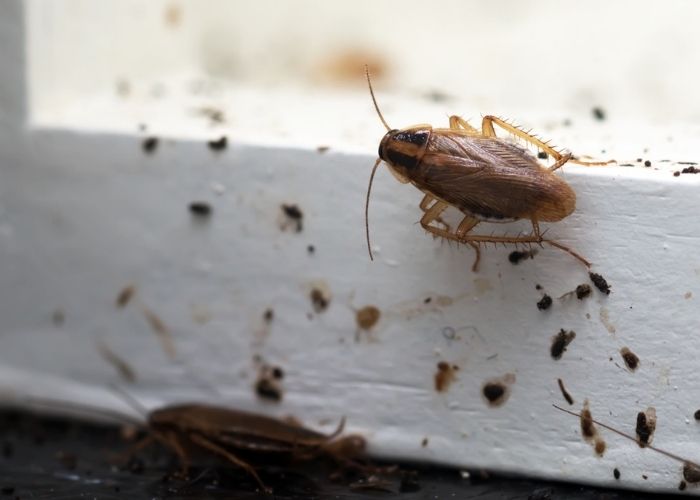 cockroach signs