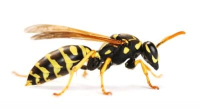 wasp removal Brampton