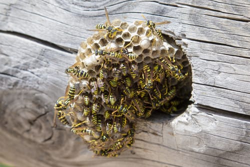 wasp nest removal Brampton