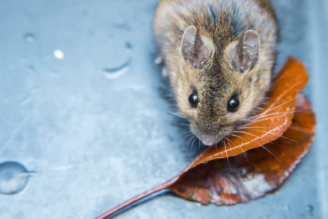 how-to-stop-mice-entering-through-soffit-gaps