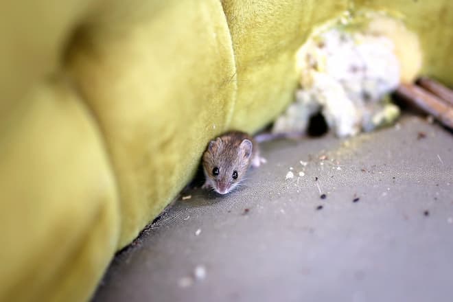 how-do-mice-survive-winter