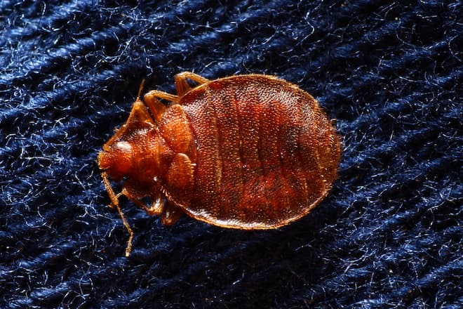 how-long-after-spraying-for-bed-bugs-do-they-die