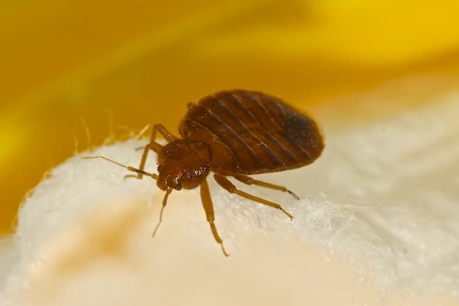 how-to-get-rid-of-bed-bugs