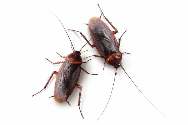 how-to-get-rid-of-cockroaches